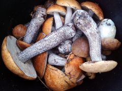 Подосиновики