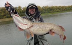 Крупная щука на спиннинг