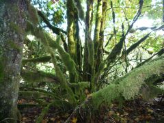 От влаги у реки в лесу.