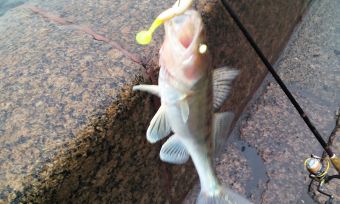 IMG 20151122 111441