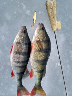 Окуни на ромбик