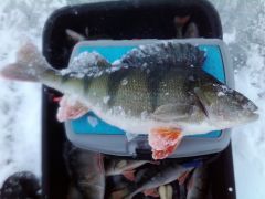 Ладожский окушок