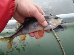 окунь в лодке1