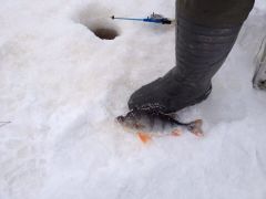 Альбом без названия