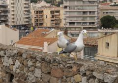 Чайки в Каннах