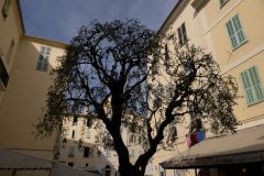 Черное дерево