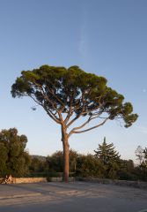 Ницца, сосна на вершине холма