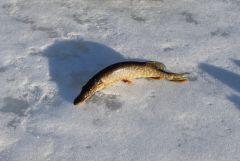 20150317dQ4ljlum3JQBtlRG xeyf2 large