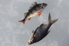 201503175T6pkQnVrBbEcmR8 J1bbq large