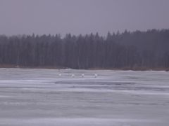 Зима весенняя