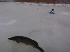 просто щучка