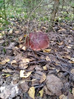 20200916WYNVggmcOUpk9vAC c3wW6 large