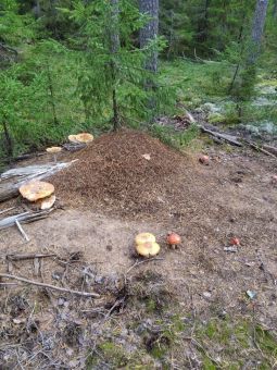 20200916X2kQjw7Iogzz5kXl sQacP large (1)