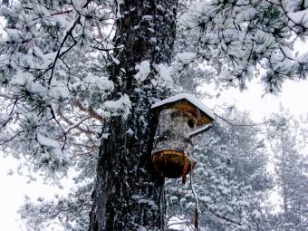 Первый снег.