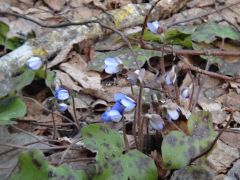 26 первые подснежники