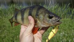 матросик на convoy 90s