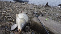 Удомля,сазан 8450гр