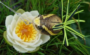 Река Новая 2015 июль