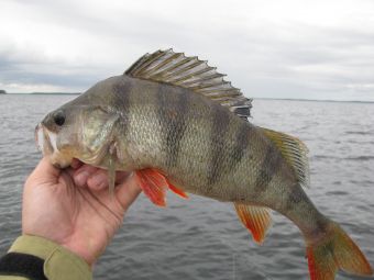 Ивинский 007