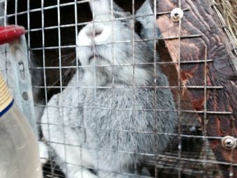 Местный житель