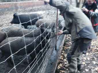 Толян засаживает свинье