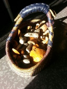 image 0 02 01 2f86080d0a5e1159467e010df98b1f74f98b8a9cd3b33b1b83c42065aae045f0 V