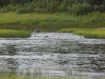 Очень перспективный слив