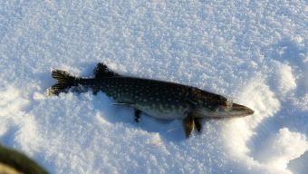 Туса Максфишинга 2016 зима. Щучка на жерличку