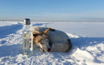 Туса Максфишинга 2016 зима. Собачка с водкой