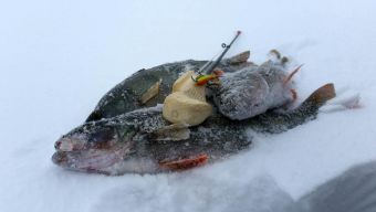 Туса Максфишинга 2016 зима. Окунечки