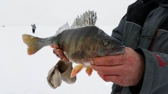 Туса Максфишинга 2016 зима. Окунь на кило триста