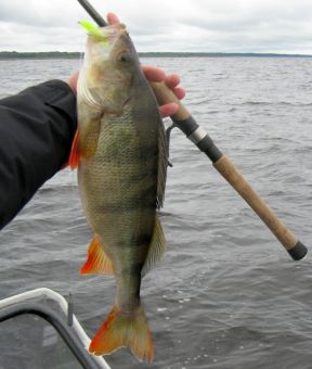 Килошничег!