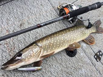 Щука Тополова