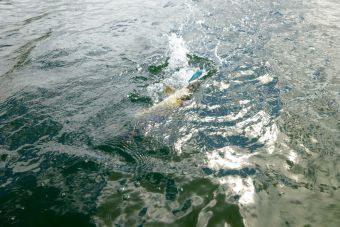 Обама покатался и уплыл со щуренком((