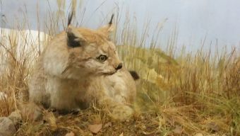 Упоротая рысь в Выборгском музее