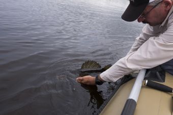 Судак на 3300 отправляется подрастать