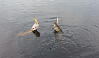 Щучий дуплет на волкеры