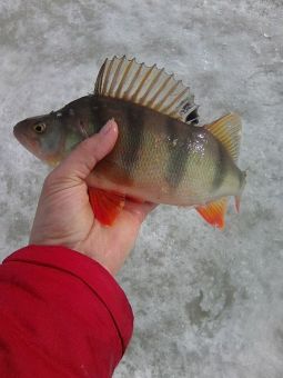 20190510YHFLDah20ZsGLSaO Mkiyg large