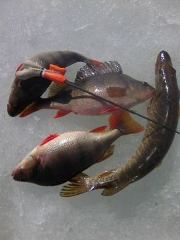 20190510FeXDntH09ZCeNRNJ QXHq9 large