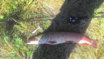 Щука на Неве