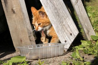 Рыжая Мадонна, жрем все, что не приколочено