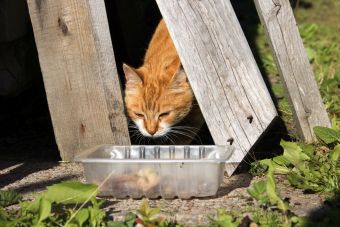 Рыжая Мадонна