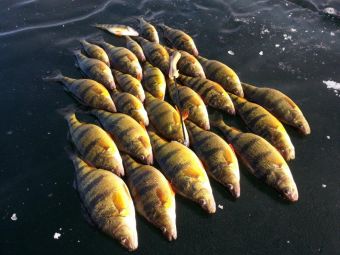 стройными рядами...