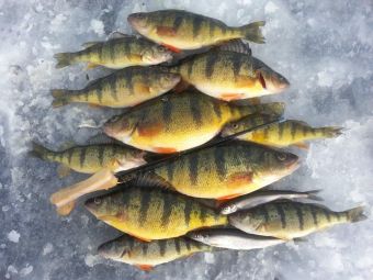 а это что за рыбки затесались?