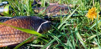 карасик ПикерОптима