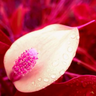 цветок красный