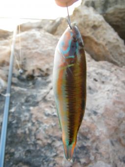 Кипр Протарос 2017г 222