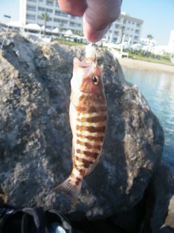 Кипр Протарос 2017г 214