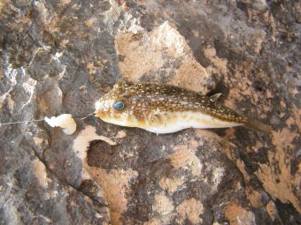 Кипр Протарос 2017г 224