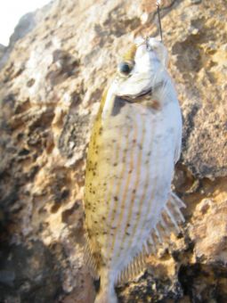 Кипр Протарос 2017г 223